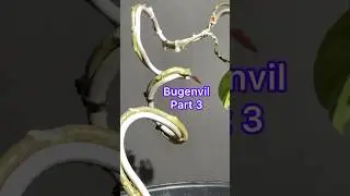 Bougainvillea Bonsai Making Process