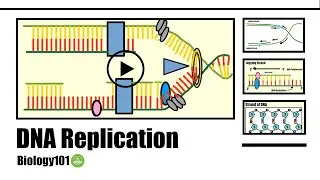 DNA Replication | Biology101