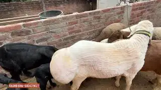 Raghib bhai ka Dumba collection Rajabazar Patna Bihar | Hamza goat farm Raghib