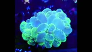 #plerogyra #korallen #marineaquarium #meerwasseraquaristik #reef #reeftank