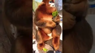 Adorable monkey eating vegetables 🥬 #shorts