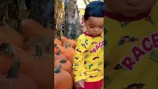 Pumpkin Patch #short #shorts #pumpkin #usa #baby #halloween #halloweencostume