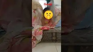 #gogogogo