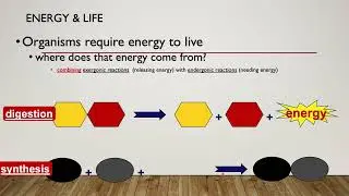 Enzymes part 1