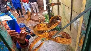 Catching 3 Deadly Cape Cobras!