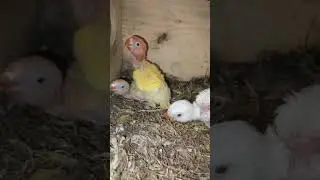 Naku May humabol pa ikalima at buhay kaya mga inakay ,  at bilis nila lumaki 