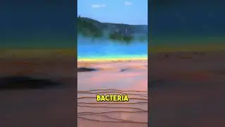 Exploring the Colorful Depths of Yellowstone's Grand Prismatic Spring!