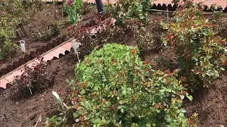Розы набирают силу. Как им помочь???🌹🌹🌹