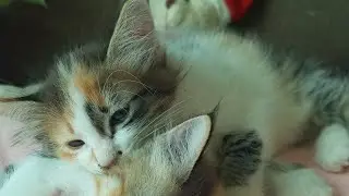 Time Machine Cats !!!! Longest Daily Cat's Story