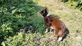 Himalaya Pets: Coco, Rocco, Bruno & Angata's Full Story