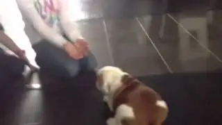 Kids get an English Bulldog puppy for Christmas