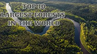Top 10 Largest Forests In The World | Largest Forest | Forests | Top 10