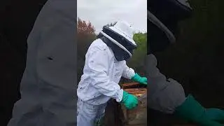 Идеальная проверка пчелиного улья профессиональным пчеловодом.