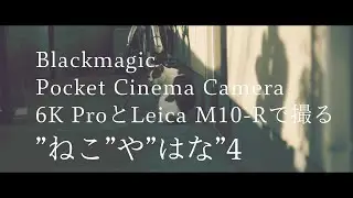 BMPCC 6K Pro、Leica M10-Rで撮る&rdquo;ねこ&rdquo;や&rdquo;はな&rdquo;4