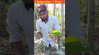 Save Trees 🌴💔 // Plant Tree Save Life 🌱 #shorts #youtubeshorts #viralvideo