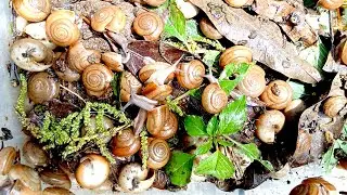 🐌 Snails, 🐌 snial alot eating papaya fruits now 🦈 | 𝑴𝒆𝒕𝒉𝒐𝒅𝒔 #𝟗𝟔9070