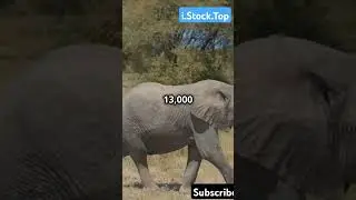Biggest creature on planet earth #animals #creature #blue whale #african elephant giraffe #facts