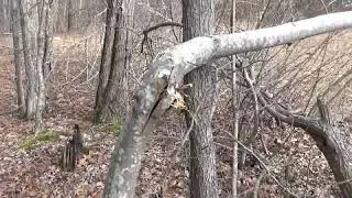 SQUATCHING with SOME SCENES FROM THE MOUNTAINS