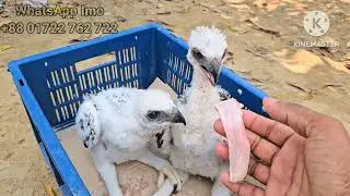 Golden Eagle baby | ঈগল পাখির বাচ্চা #eagles