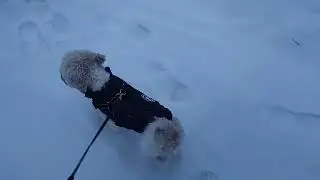 Eda | snow fun 🐾
