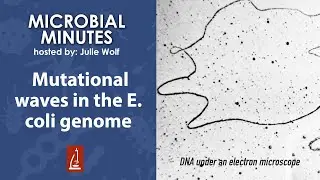 Mutational waves in the E. coli genome