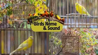The most wonderful birds । Hungry Birds। Beautiful Colorful Birds with Names । Nature Wildlife in HD