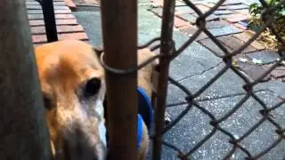REAL ESTATE TIP: The dog-friendly house