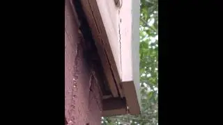 Bat Removal, Bat Control, San Antonio Texas