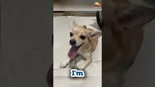 Милый чихуахуа показывает свой длинный язык 😂 | Милые моменты с собаками