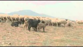 Rural Poverty - In Their Own Words: Mongolia