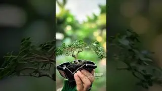 PRUNING MAME BONSAI PREMNA MICROPHYLLA 🌳