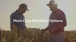 Double Team Sorghum Cropping Solution