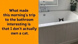50 Ridiculously Silly Cat Memes For A Guaranteed Smile