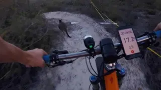 Cyclist Races Kangaroo