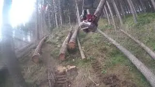 Kiwi pine killer 12