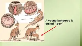 KANGAROO LIFE CYCLE