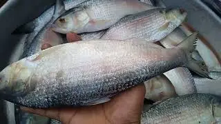 বড় ইলিশ মাছের বাজার।। big elish fish in the fish market।। #fish #fishmarketingvideo #fish video