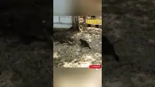 Fearless Cat Chases Away an Alligator Like a True Hero! #wildlife