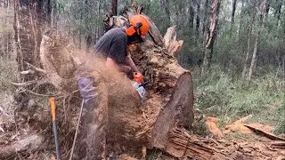 Cutting large Australian Stringy Bark tree for firewood -Stihl ms461, Fiskars X27