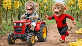 🐒🚜NaNa Monkey and Police Set a Smart Trap to Catch a Farm Thief🧠🐒