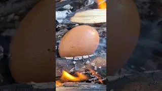 How to cook an egg? #survival #bushcraft #camping #lifehacks #outdoors #cooking #forest