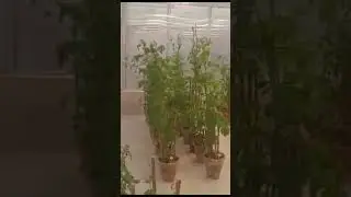 SPEED BREEDING LED GREENHOUSE