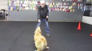 Allan Ross Dog Training