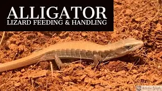 Alligator Lizard Feeding & Handling!