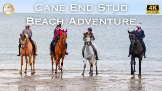 Horses Gallop and Splash: 'Cane End Stud' Beach Adventure