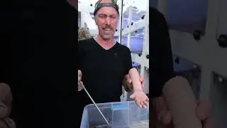 Baby Hand Training For Venomous Snakes