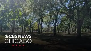 Palmer Square Park in Logan Square becomes an official arboretum