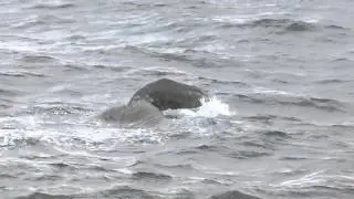 Sperm whale at Andenes, Norway
