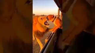 AI Gone Wild 🤖🐾 Funny Animal Attacks#FunnyAnimals #AIVideo