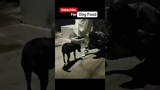 🥹❤️ subscribe bro #love #doglove #kindness